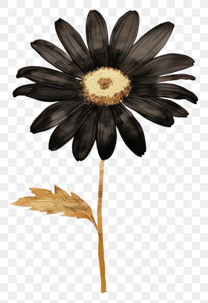 PNG Black color daisy sunflower plant white background.