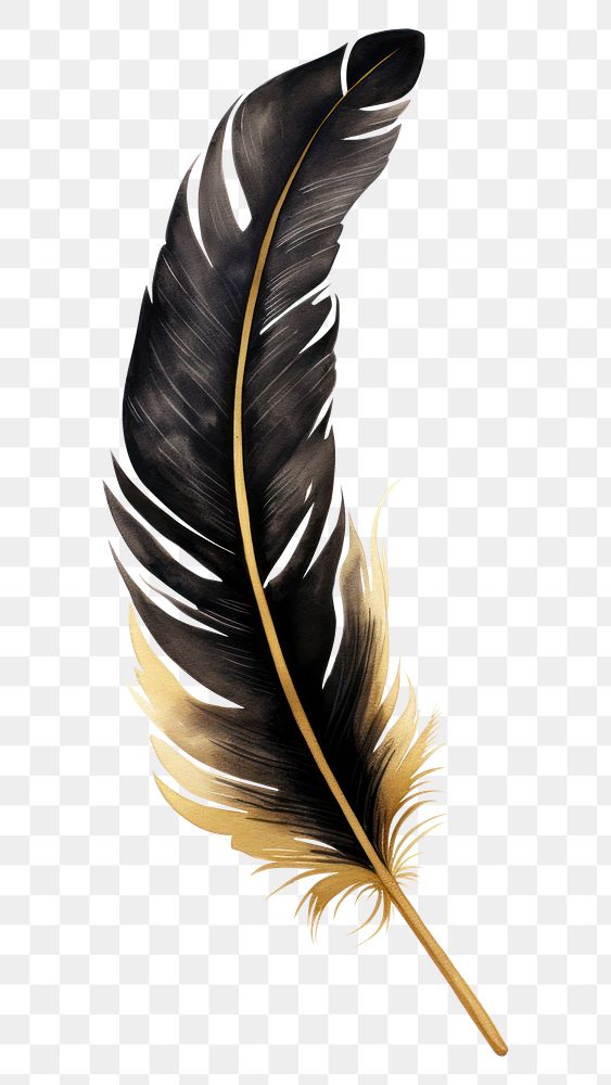 PNG Black color feather white background lightweight fragility.