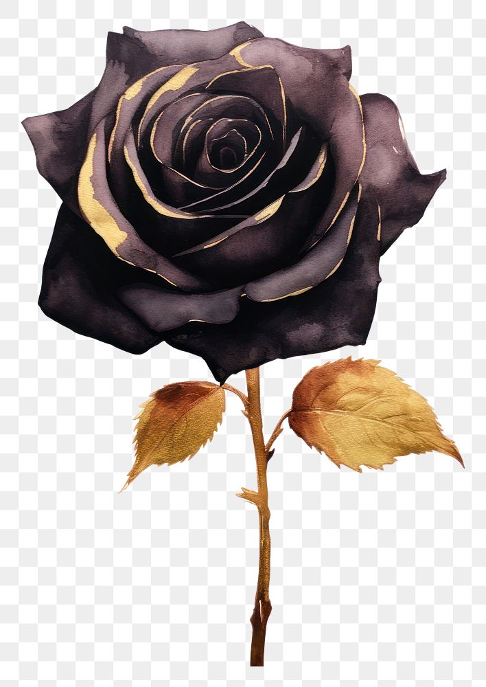PNG Black color rose flower petal plant.