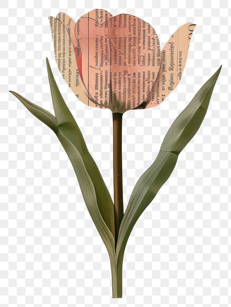 PNG Ephemera paper tulip flower plant leaf