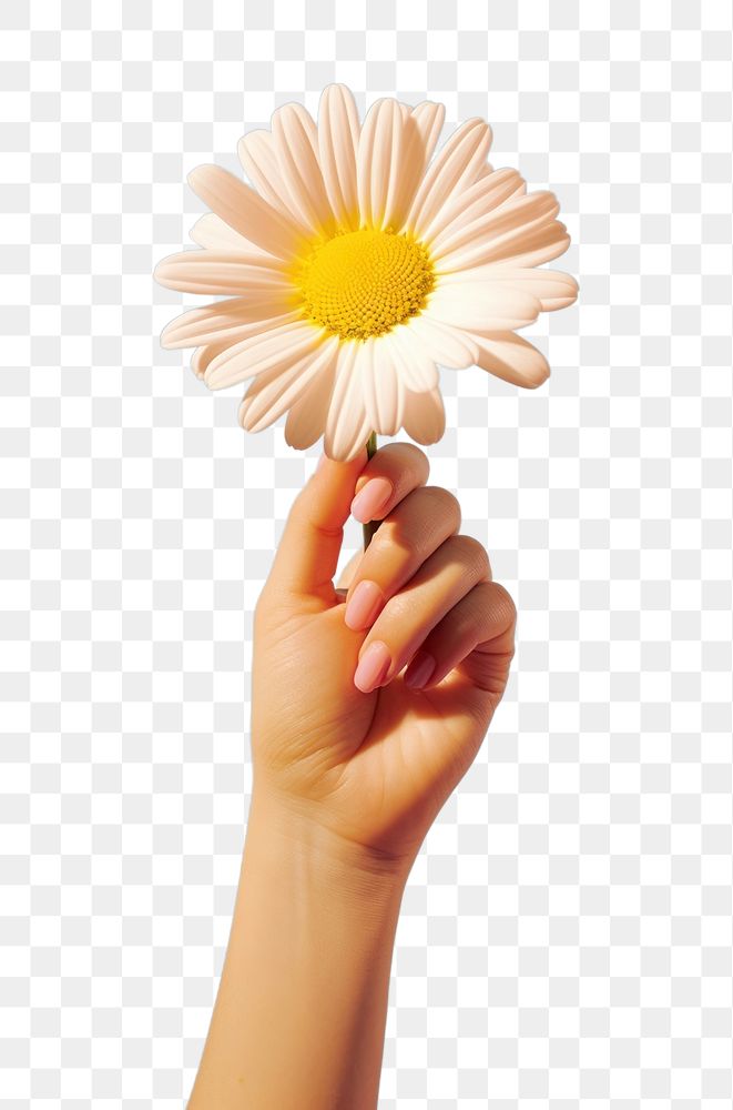 PNG Flower daisy hand holding.