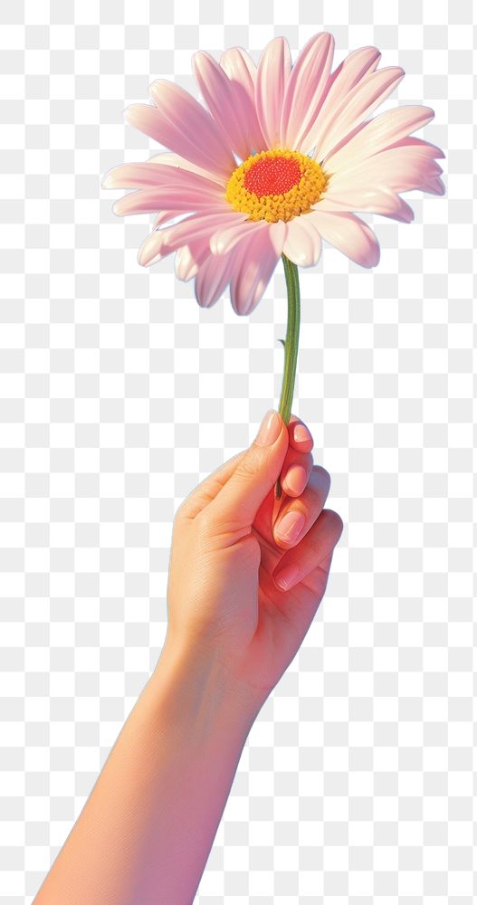 PNG Flower daisy hand holding.