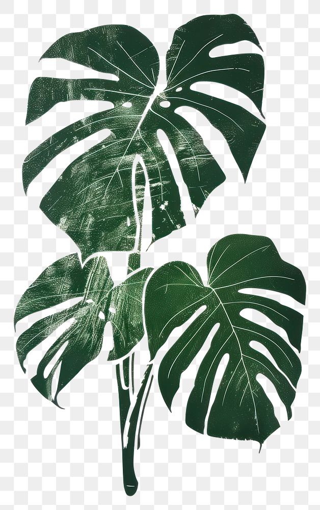 PNG  Silkscreen on paper of a monstera plant green leaf.