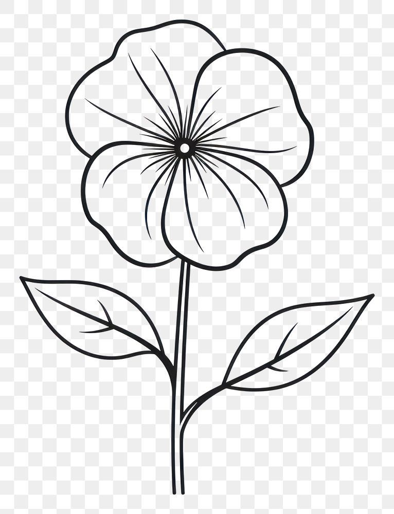 PNG Flower sketch drawing plant.