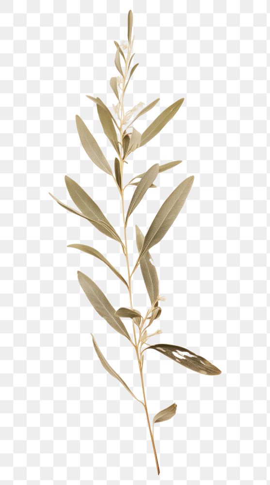 PNG Pressed olive plant wallpaper herbs flower leaf