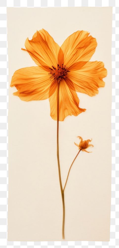 PNG Pressed orange flower blossom petal plant inflorescence.