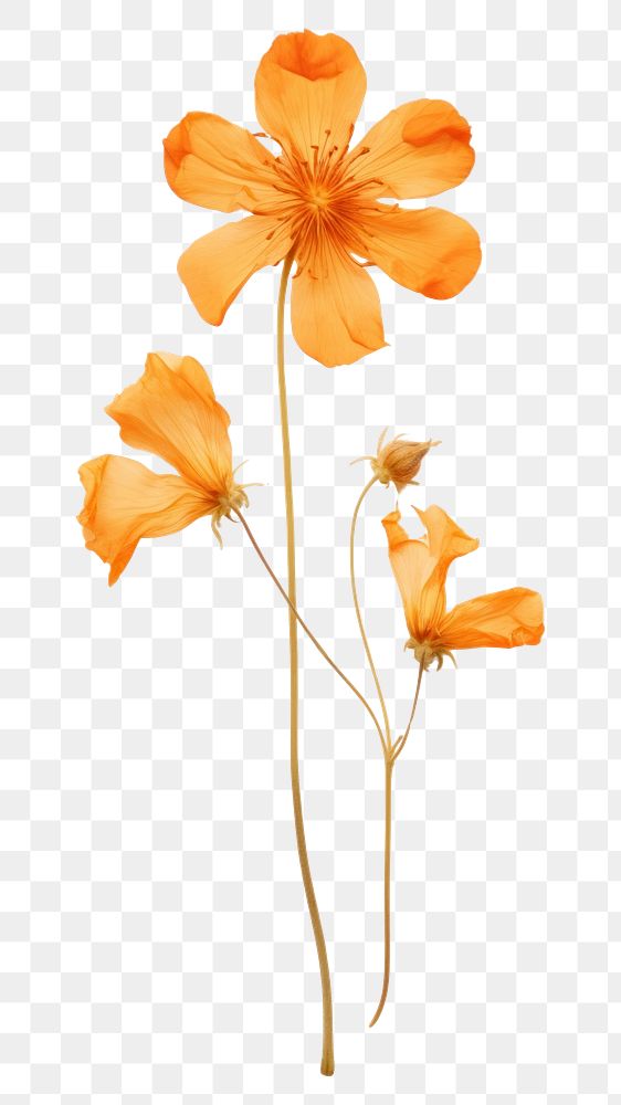 PNG Pressed orange flower blossom petal plant inflorescence.