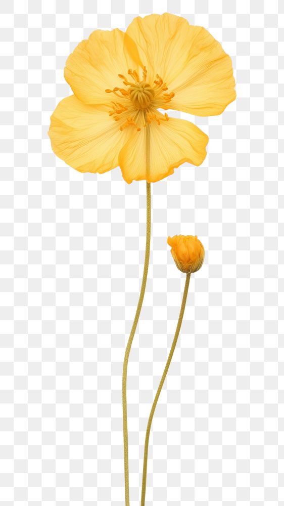 PNG Pressed buttercup flower petal plant poppy