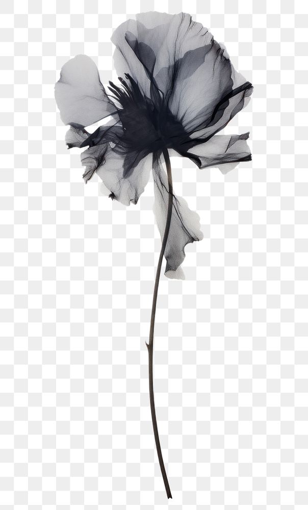 PNG  Real pressed black flower petal plant inflorescence.