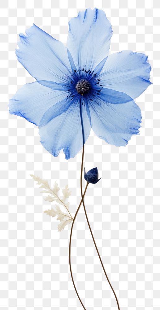 PNG  Real pressed blue flower petal plant inflorescence.