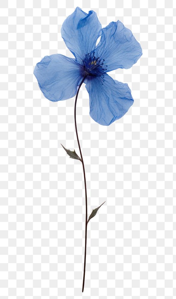 PNG Pressed blue flower blossom petal plant inflorescence.