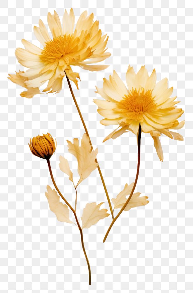 PNG  Real pressed chrysanthemum flowers chrysanths petal plant.