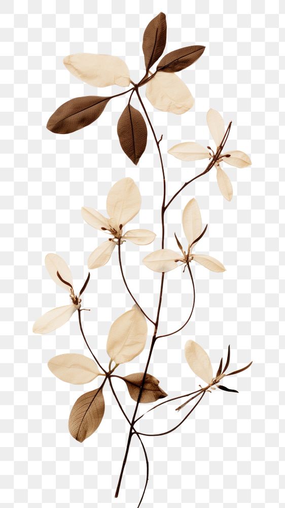 PNG Pressed coffee plant flower leaf calligraphy.