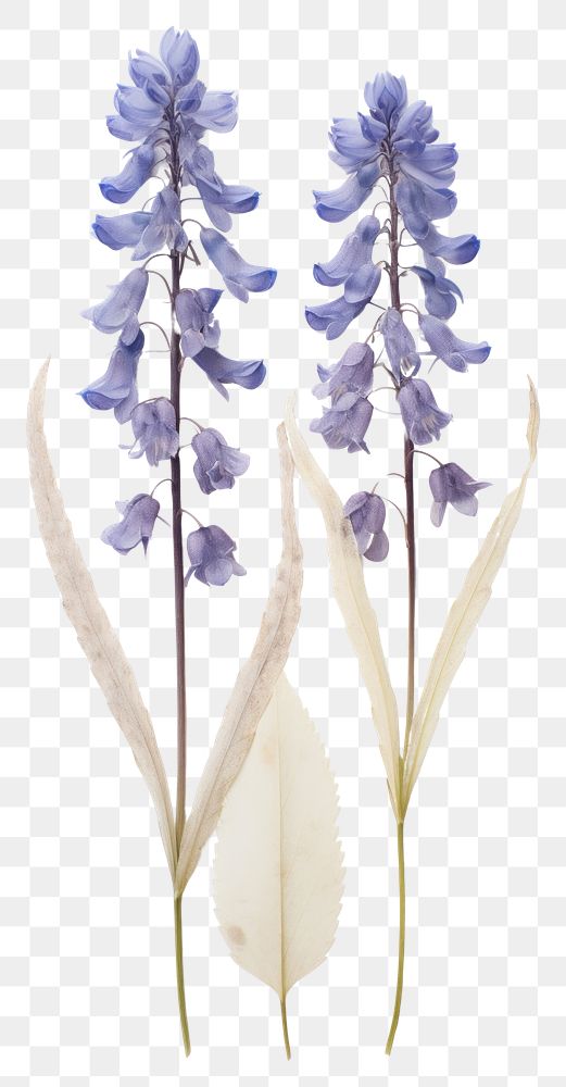 PNG Pressed hyacinths flower lavender plant