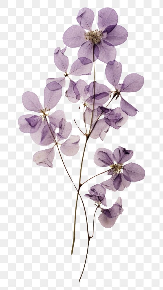 PNG Pressed lilac flower plant petal.