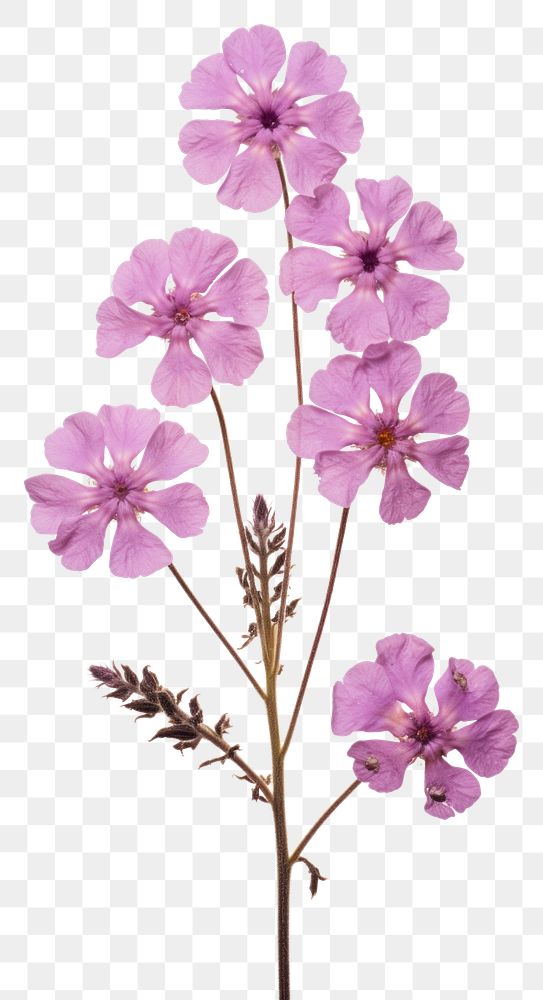 PNG Pressed verbena flowers blossom petal plant