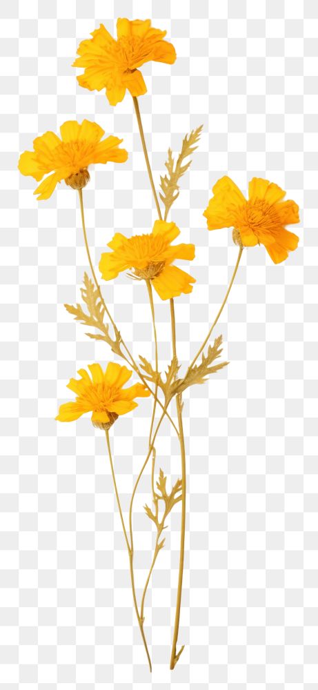 PNG Pressed yellow marigolds wallpaper flower petal plant