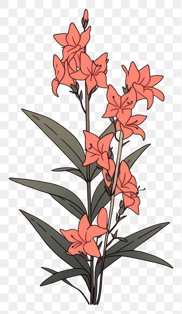 PNG Pink cardinal flower plant inflorescence gladiolus.
