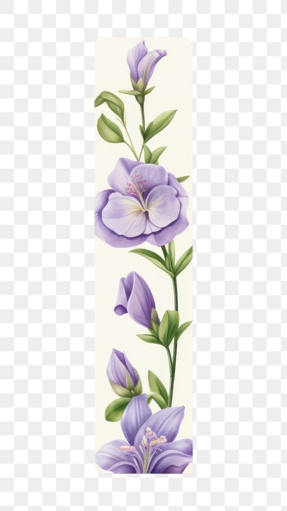 PNG Flower illustration pattern adhesive strip plant white background inflorescence.