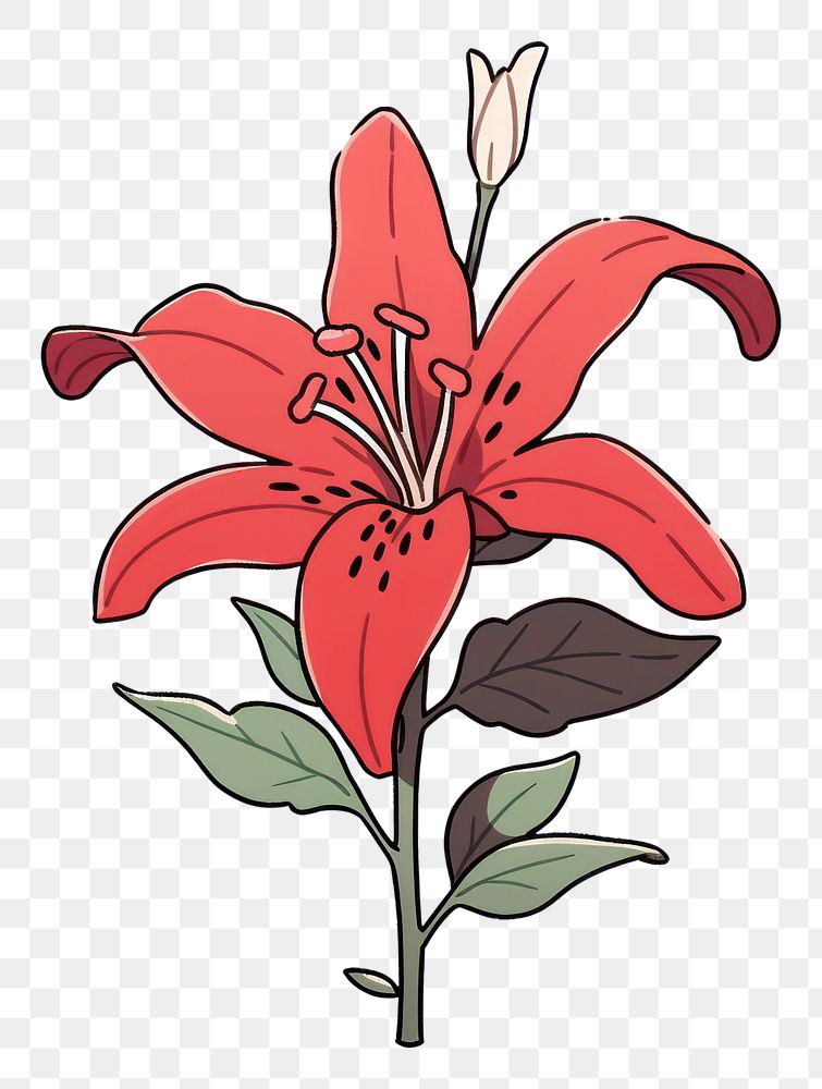 PNG Red Liliy flower plant lily inflorescence.