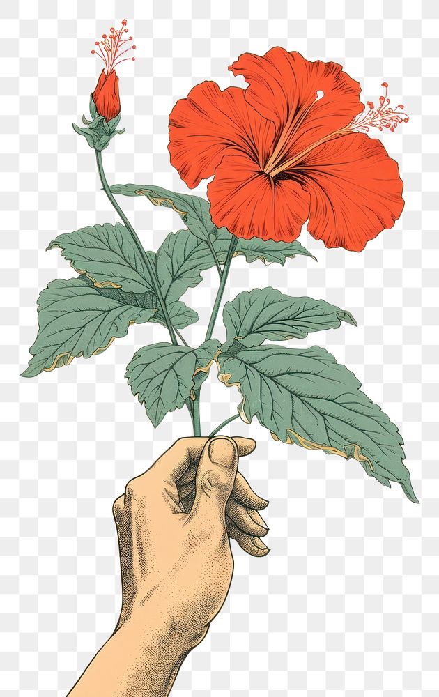 PNG Hand holding Tropical flower hibiscus plant leaf
