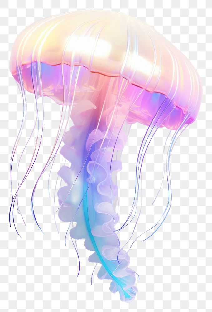 PNG Jelly fish jellyfish invertebrate transparent.