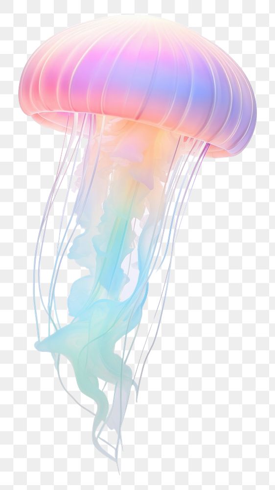 PNG Jelly fish jellyfish invertebrate translucent.