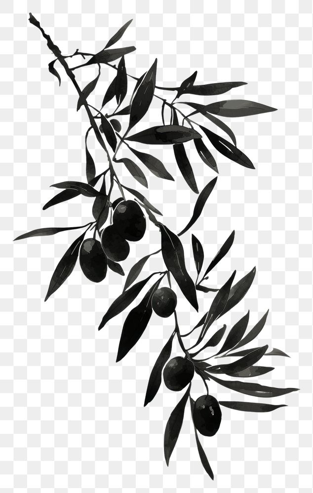 PNG Ink painting minimal of olive drawing sketch plant.