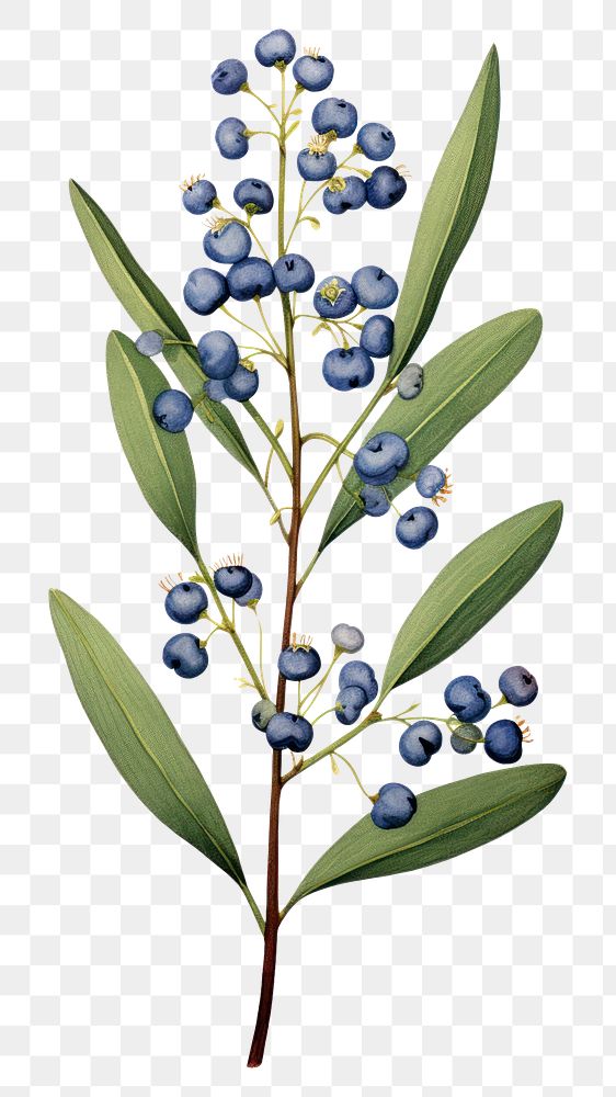 PNG Blue flower blueberry fruit plant.