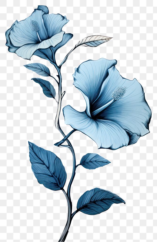 PNG Blue flower drawing sketch plant.