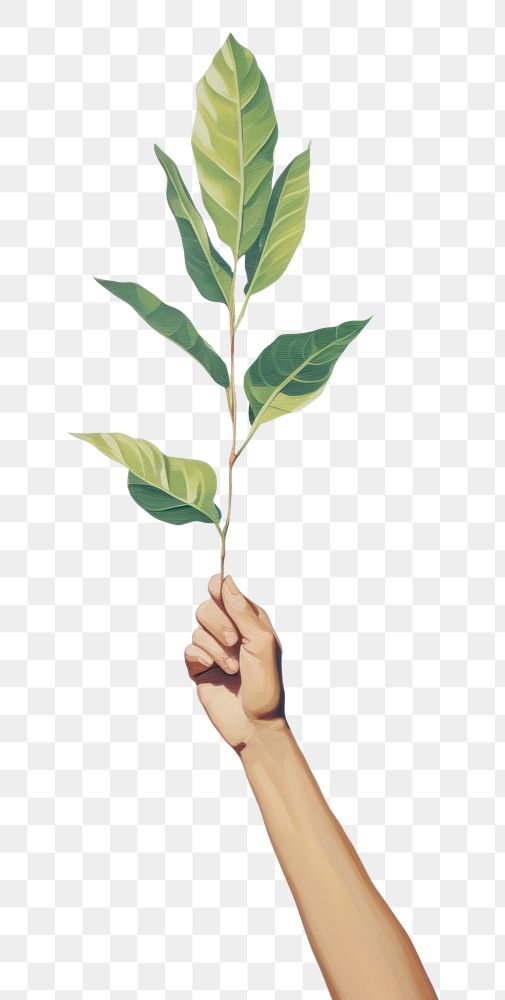 PNG Minimal space sky leaf holding plant.