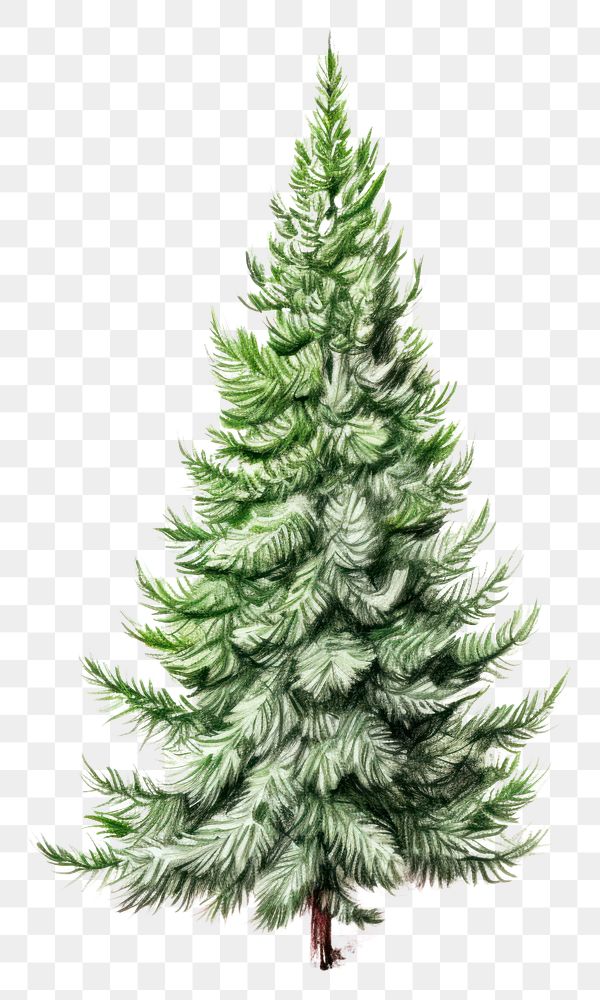 PNG Botanical illustration of a christmas tree crayon plant pine fir.