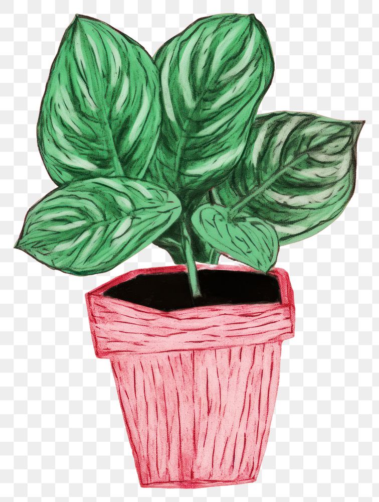 PNG Caladium plant houseplant leaf creativity.