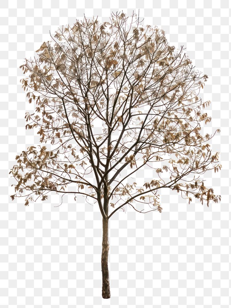 PNG Real Pressed a vintage tree plant white background tranquility