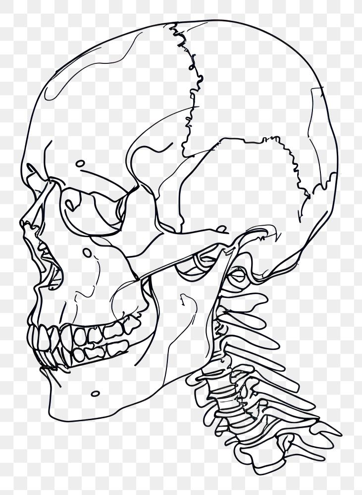 PNG A human skull drawing sketch illustrated.