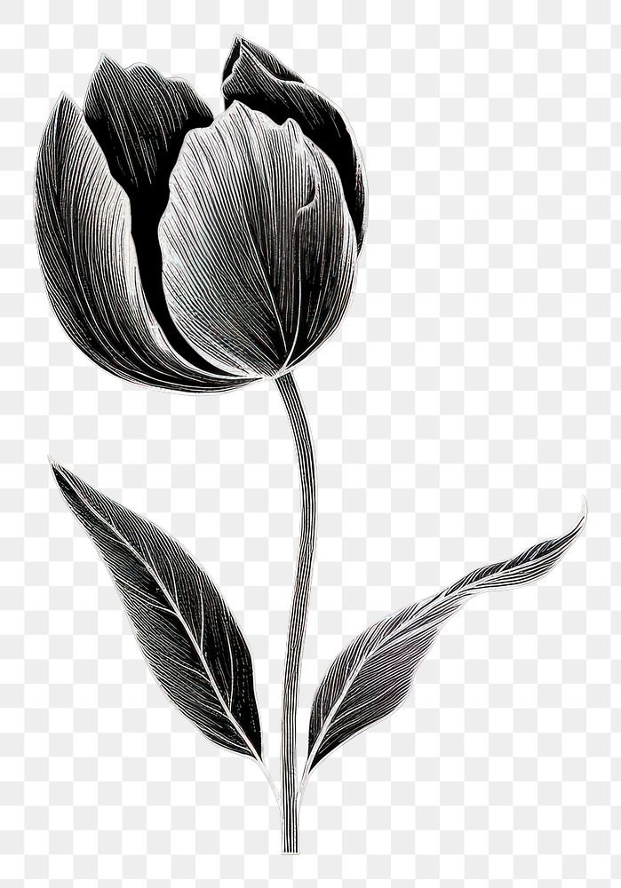 PNG Silkscreen of tulip flower nature petal plant.