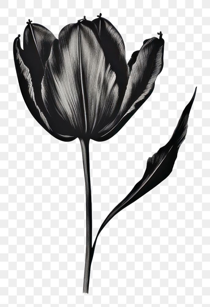 PNG Silkscreen of tulip flower drawing nature sketch.