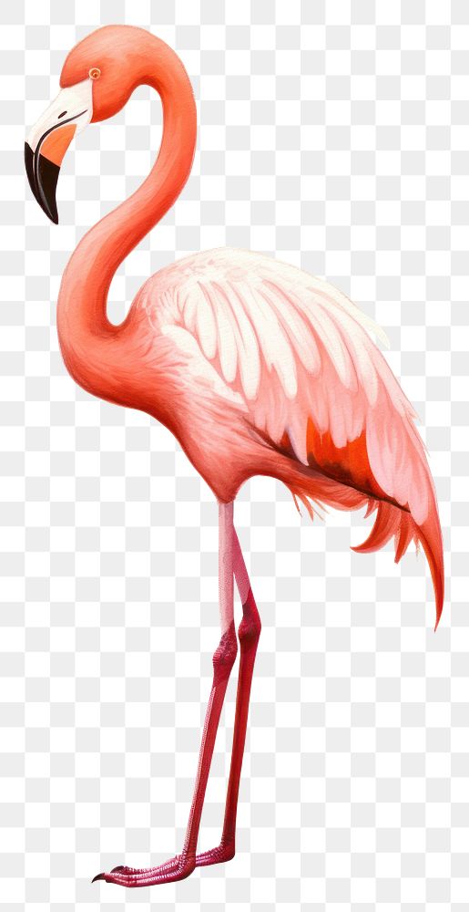 PNG Flamingo animal bird beak.