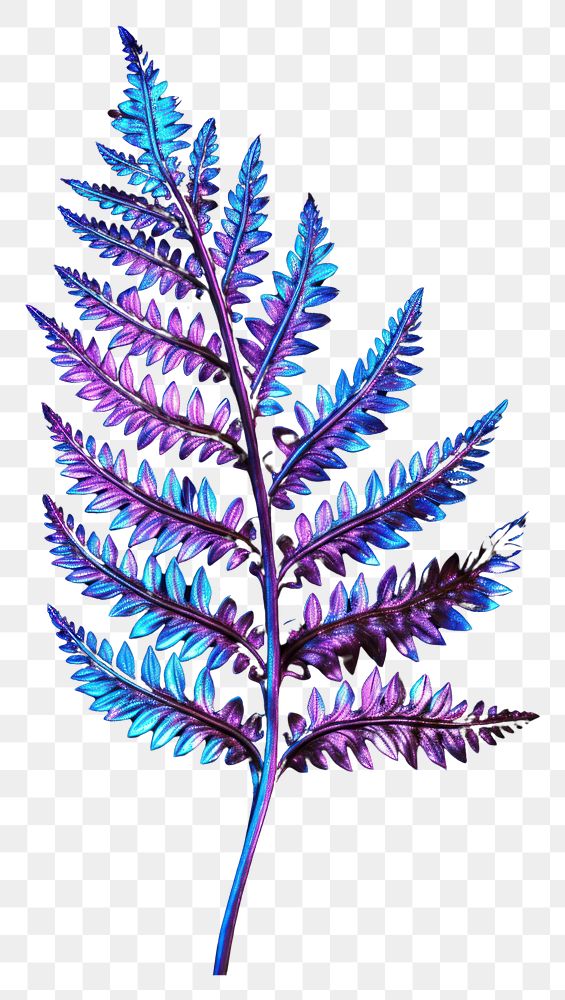 PNG Fern leaf violet plant accessories.