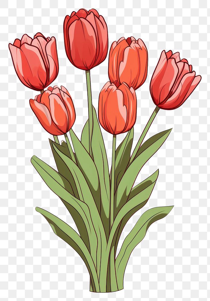 PNG Bunch of tulip flowers cartoon drawing plant.