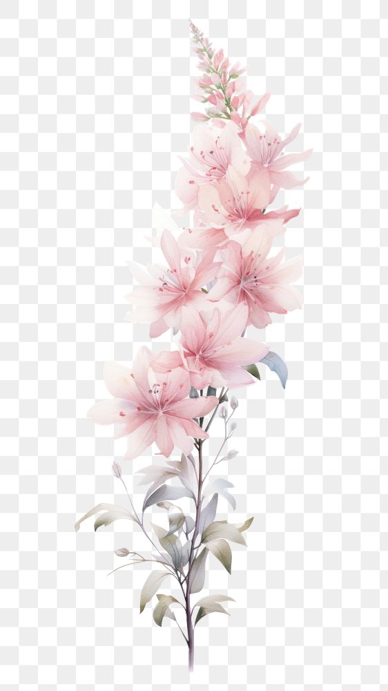 PNG Astilbe pink flower border blossom plant inflorescence