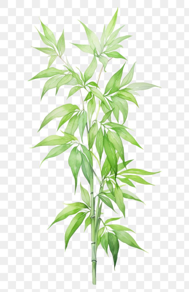 PNG Chinese bamboo plant leaf freshness.