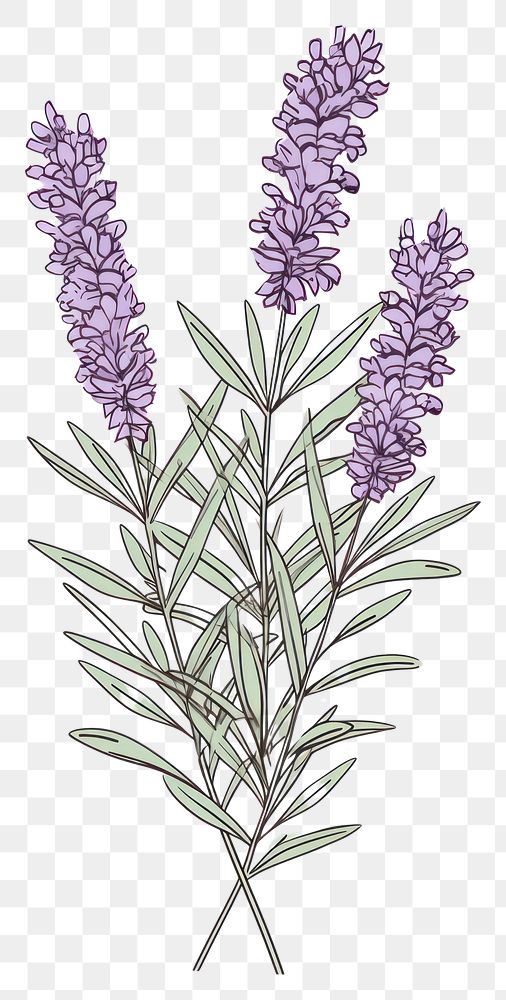 PNG Lavender flower sketch plant.