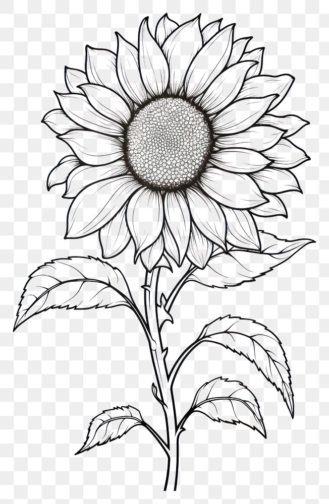 PNG Sunflower sketch drawing plant.