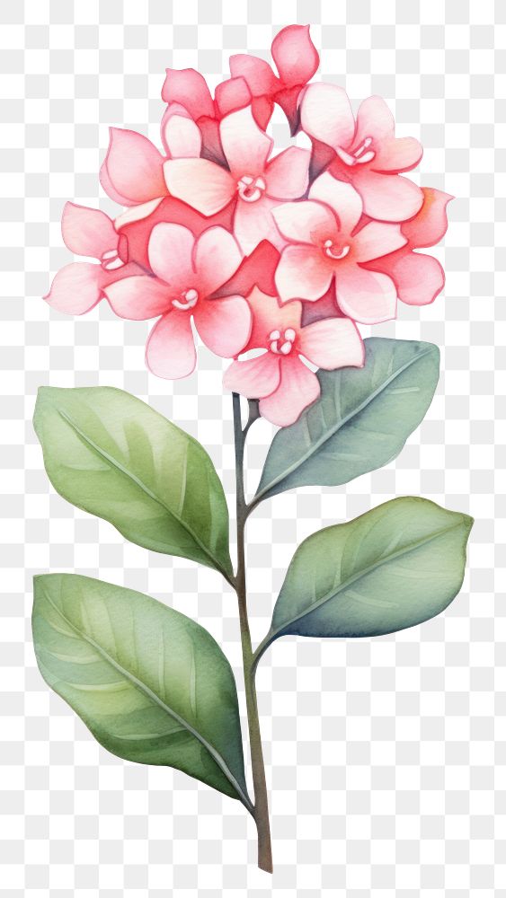 PNG Cute watercolor illustration of a Kalanchoe flower minimal blossom plant petal.