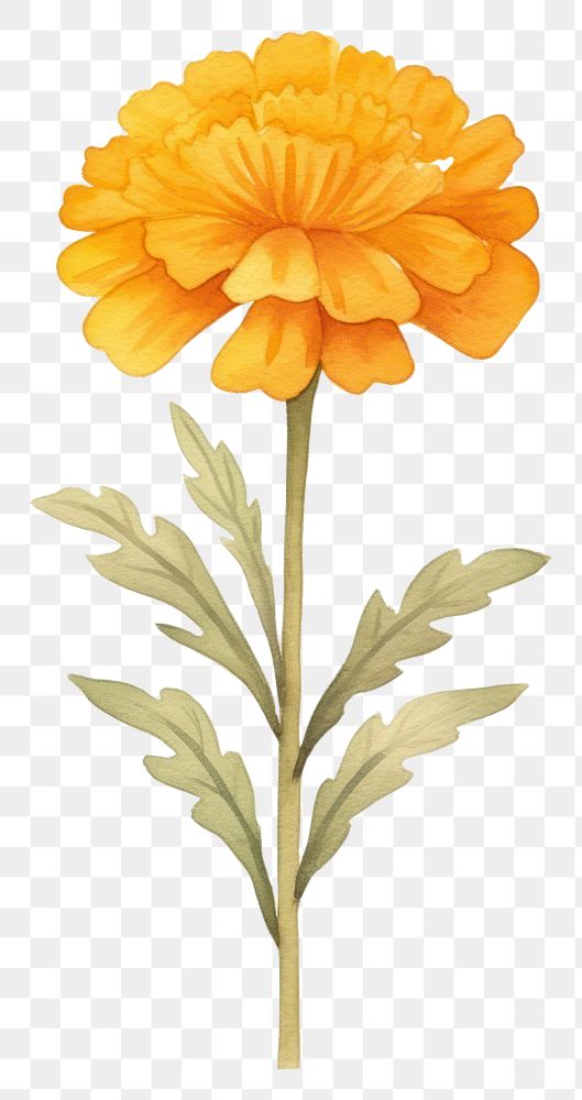 PNG Cute watercolor illustration of a Marigold flower minimal marigold petal plant.