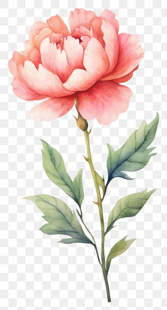 PNG Cute watercolor illustration of a Peony flower minimal plant peony rose.