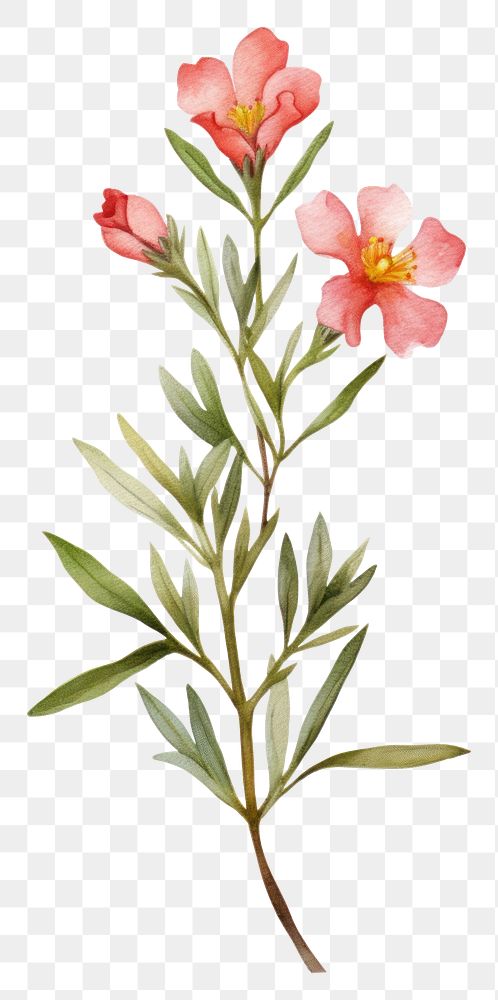 PNG Cute watercolor illustration of a Wax flower blossom plant petal.