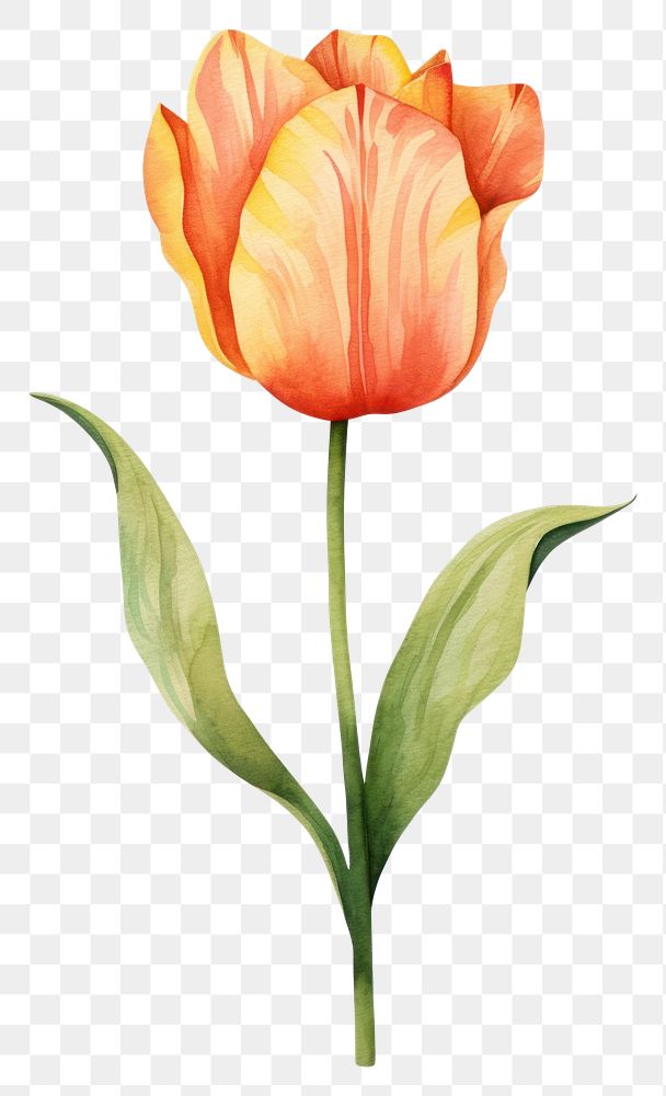 PNG Cute watercolor illustration of a Tulip flower tulip plant white background