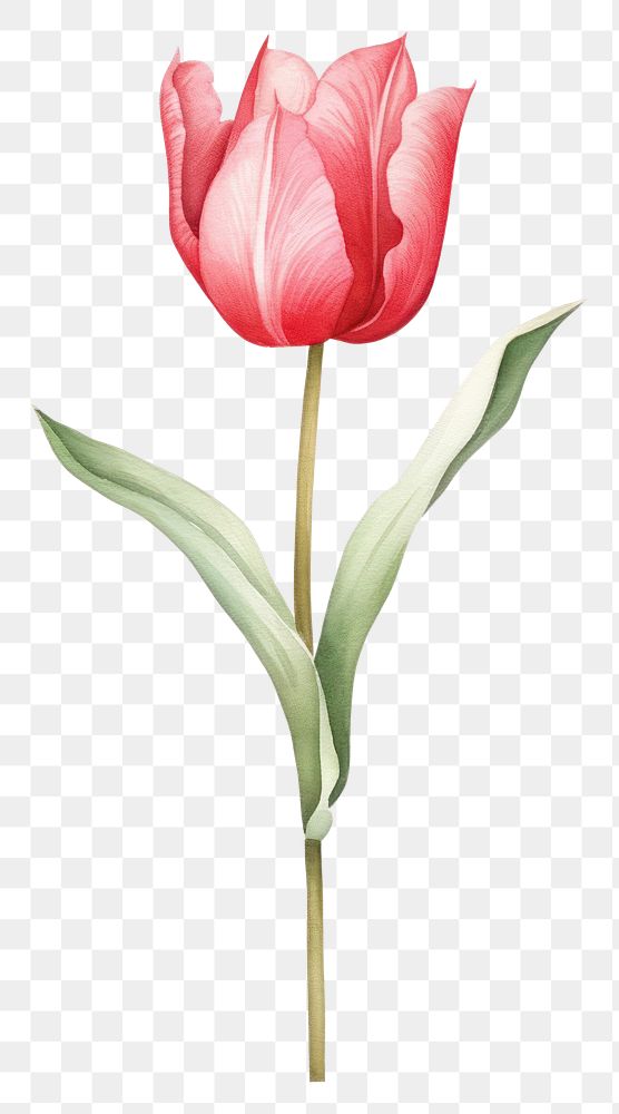 PNG Cute watercolor illustration of a Tulip flower tulip blossom plant.